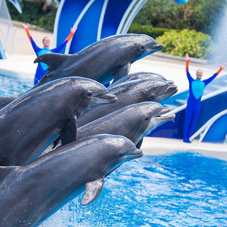 SeaWorld Theme Park Trips for Students